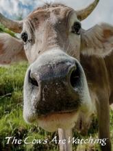 The Cows Are Watching on PC (Steam) The Cows Are Watching